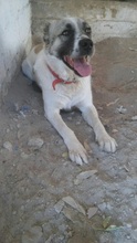 ARIS, Hund, Mischlingshund in Griechenland - Bild 2