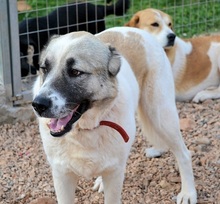 ARIS, Hund, Mischlingshund in Griechenland - Bild 6