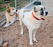 ARIS, Hund, Mischlingshund in Griechenland - Bild 8
