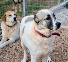 ARIS, Hund, Mischlingshund in Griechenland - Bild 9