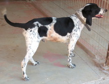 HERBERT, Hund, Pointer-Mix in Zypern - Bild 5