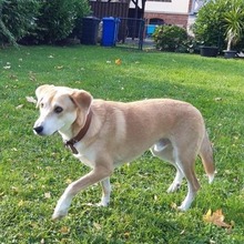 SAMMY, Hund, Mischlingshund in Stralsund - Bild 2