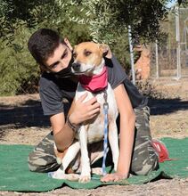 SUSANA, Hund, Mischlingshund in Spanien - Bild 3