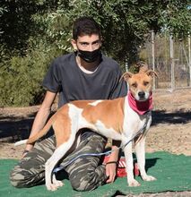 SUSANA, Hund, Mischlingshund in Spanien - Bild 4