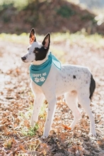 PIRMIN, Hund, Mischlingshund in Portugal - Bild 2