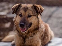 RISHKA, Hund, Mischlingshund in Bulgarien - Bild 1