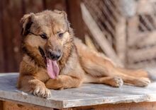 RISHKA, Hund, Mischlingshund in Bulgarien - Bild 11