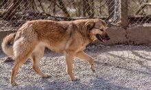 RISHKA, Hund, Mischlingshund in Bulgarien - Bild 12