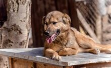 RISHKA, Hund, Mischlingshund in Bulgarien - Bild 13