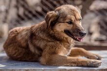 RISHKA, Hund, Mischlingshund in Bulgarien - Bild 14