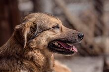 RISHKA, Hund, Mischlingshund in Bulgarien - Bild 15