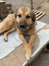 RISHKA, Hund, Mischlingshund in Bulgarien - Bild 2