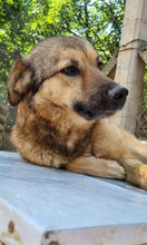 RISHKA, Hund, Mischlingshund in Bulgarien - Bild 3