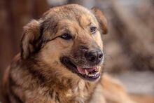 RISHKA, Hund, Mischlingshund in Bulgarien - Bild 4