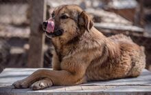 RISHKA, Hund, Mischlingshund in Bulgarien - Bild 5