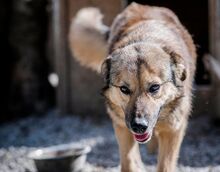 RISHKA, Hund, Mischlingshund in Bulgarien - Bild 7