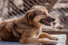 RISHKA, Hund, Mischlingshund in Bulgarien - Bild 8