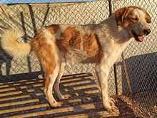 PUMMEL, Hund, Mischlingshund in Griechenland - Bild 11