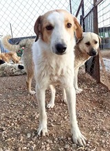 PUMMEL, Hund, Mischlingshund in Griechenland - Bild 3