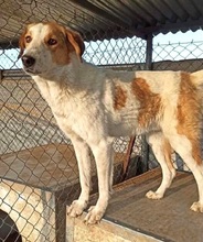 PUMMEL, Hund, Mischlingshund in Griechenland - Bild 4