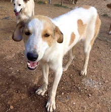 PUMMEL, Hund, Mischlingshund in Griechenland - Bild 5