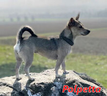 POLPETTA, Hund, Mischlingshund in Hannover - Bild 1
