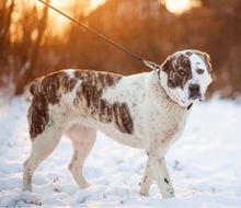 TANZANIA, Hund, Mischlingshund in Slowakische Republik - Bild 1