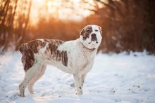 TANZANIA, Hund, Mischlingshund in Slowakische Republik - Bild 11