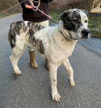 TANZANIA, Hund, Mischlingshund in Slowakische Republik - Bild 14