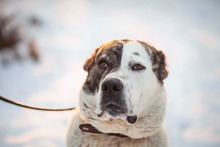 TANZANIA, Hund, Mischlingshund in Slowakische Republik - Bild 15