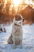 TANZANIA, Hund, Mischlingshund in Slowakische Republik - Bild 3
