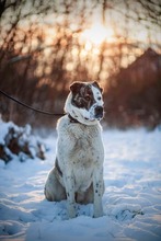 TANZANIA, Hund, Mischlingshund in Slowakische Republik - Bild 4