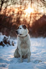 TANZANIA, Hund, Mischlingshund in Slowakische Republik - Bild 5