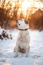 TANZANIA, Hund, Mischlingshund in Slowakische Republik - Bild 6