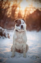 TANZANIA, Hund, Mischlingshund in Slowakische Republik - Bild 7