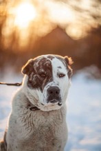 TANZANIA, Hund, Mischlingshund in Slowakische Republik - Bild 8