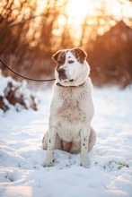 TANZANIA, Hund, Mischlingshund in Slowakische Republik - Bild 9