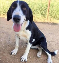 MUFFIN, Hund, Mischlingshund in Griechenland - Bild 2
