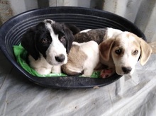 MUFFIN, Hund, Mischlingshund in Griechenland - Bild 5