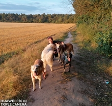 CONTE, Hund, Mischlingshund in Rheinberg - Bild 7