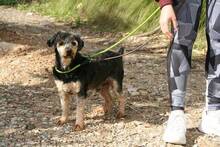 LUCKY, Hund, Yorkshire Terrier-Mix in Spanien - Bild 11