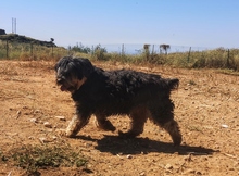 LUCKY, Hund, Yorkshire Terrier-Mix in Spanien - Bild 4