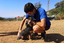 LUCKY, Hund, Yorkshire Terrier-Mix in Spanien - Bild 6