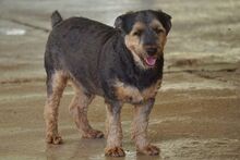 LUCKY, Hund, Yorkshire Terrier-Mix in Spanien - Bild 7