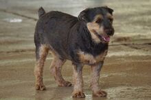 LUCKY, Hund, Yorkshire Terrier-Mix in Spanien - Bild 8
