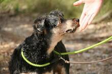 LUCKY, Hund, Yorkshire Terrier-Mix in Spanien - Bild 9