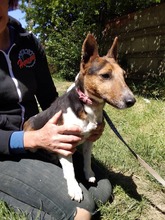 CHILI, Hund, Foxterrier-Mix in Ungarn - Bild 6