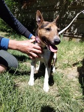 CHILI, Hund, Foxterrier-Mix in Ungarn - Bild 9
