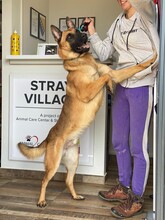 CODY, Hund, Deutscher Schäferhund in Rudelzhausen - Bild 4