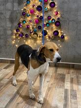 LUCY, Hund, Beagle-Bracke-Mix in Hamburg - Bild 6
